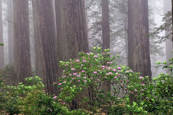 Jones, Adam 아티스트의 Pacific Rhododendron in foggy redwood forest-Redwood National Park,작품입니다.